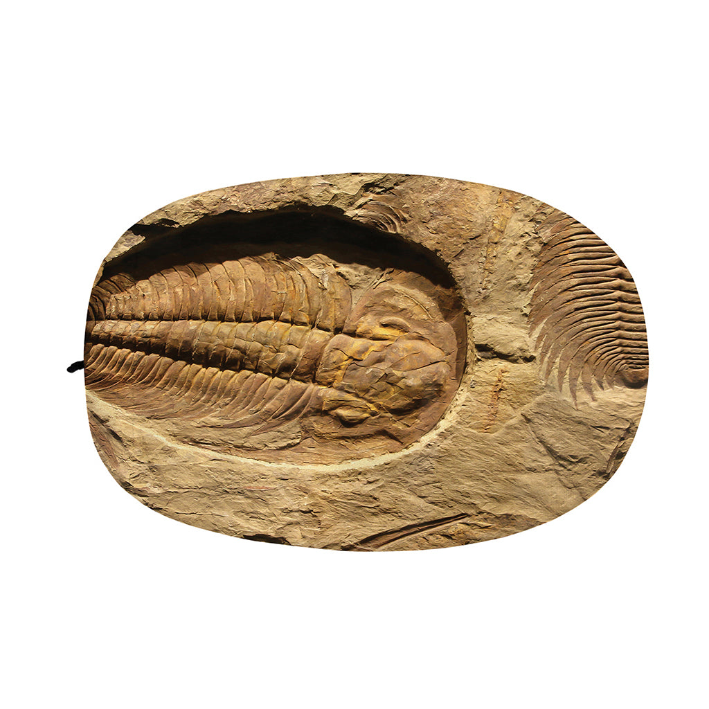 Trilobite Fossil Print Car Side Mirror Covers