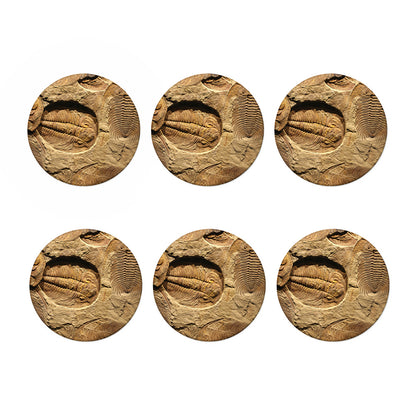 Trilobite Fossil Print Coaster Set