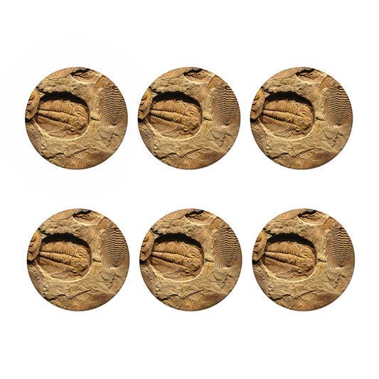 Trilobite Fossil Print Coaster Set