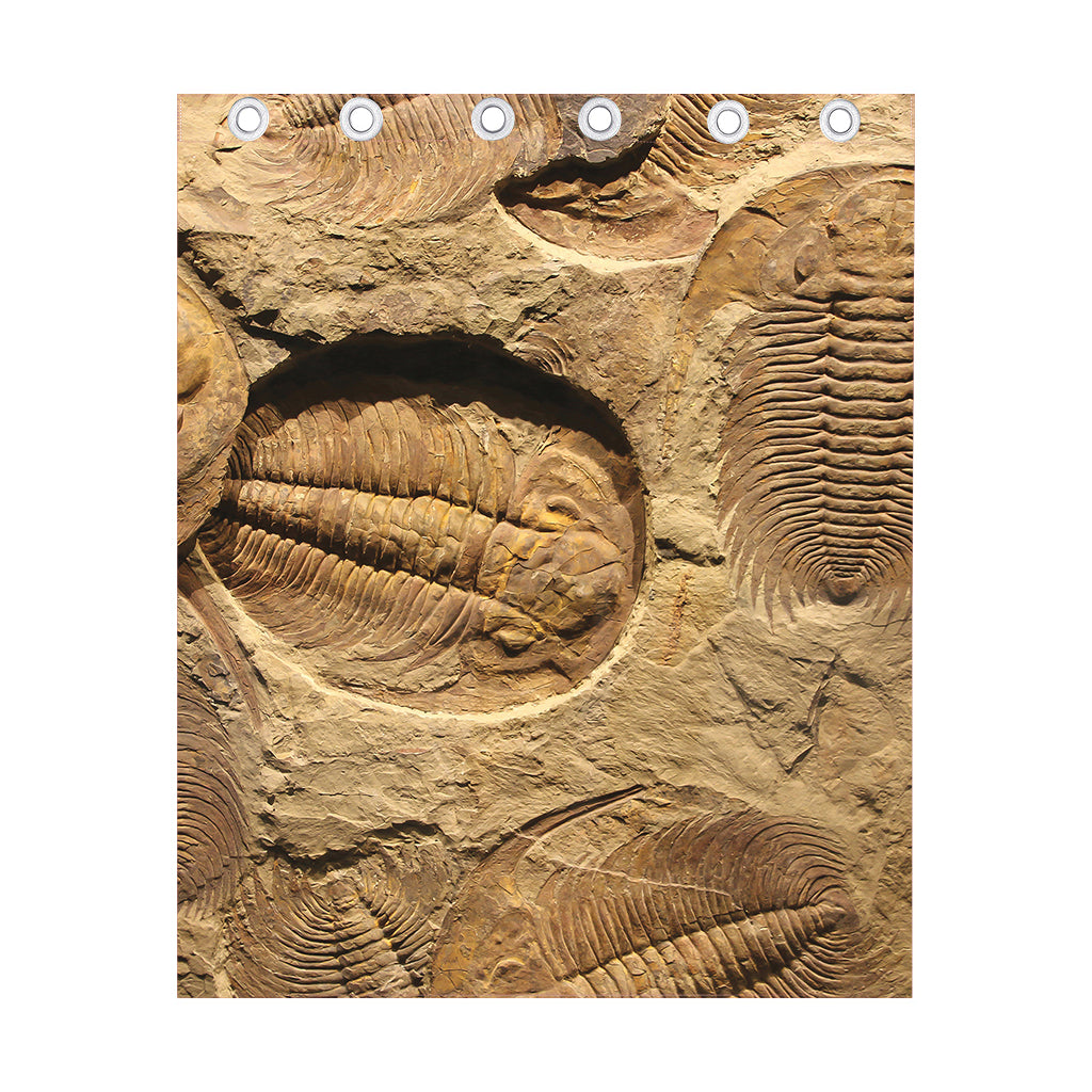 Trilobite Fossil Print Curtain