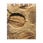 Trilobite Fossil Print Curtain