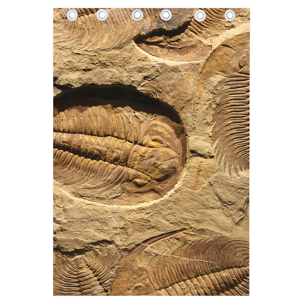 Trilobite Fossil Print Curtain