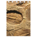 Trilobite Fossil Print Curtain