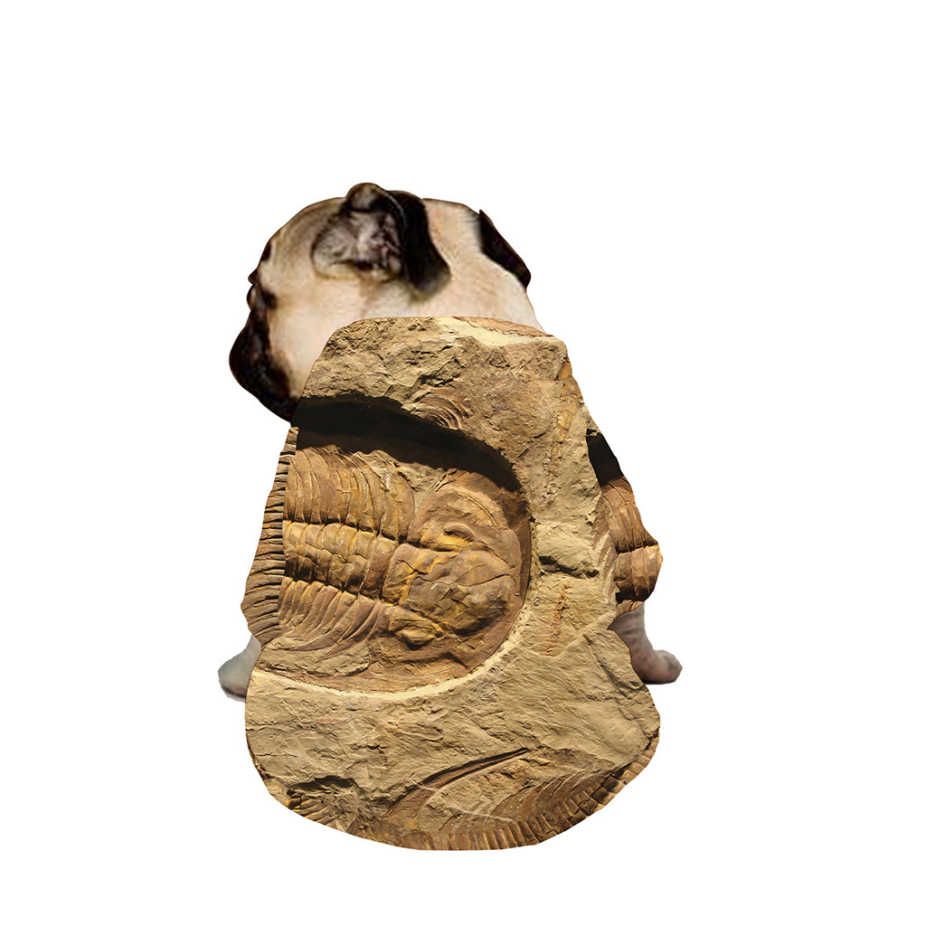 Trilobite Fossil Print Dog Zip Up Jacket