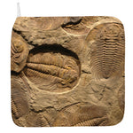 Trilobite Fossil Print Hand Towel