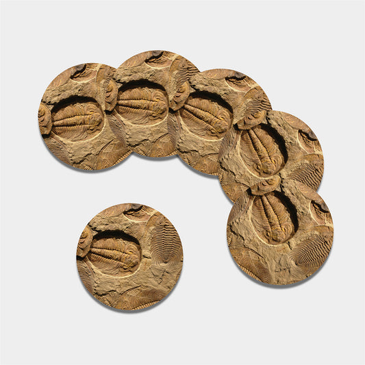Trilobite Fossil Print Leather Coaster Set