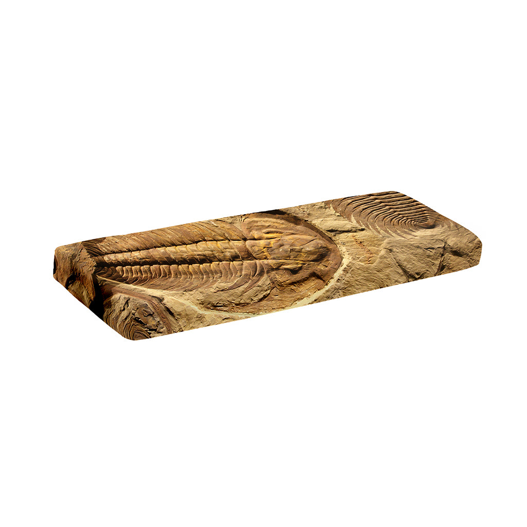 Trilobite Fossil Print Piano Keyboard Cover