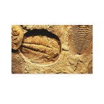 Trilobite Fossil Print Polyester Flag