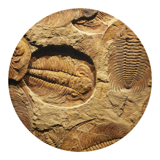 Trilobite Fossil Print Round Blanket