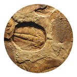Trilobite Fossil Print Round Blanket