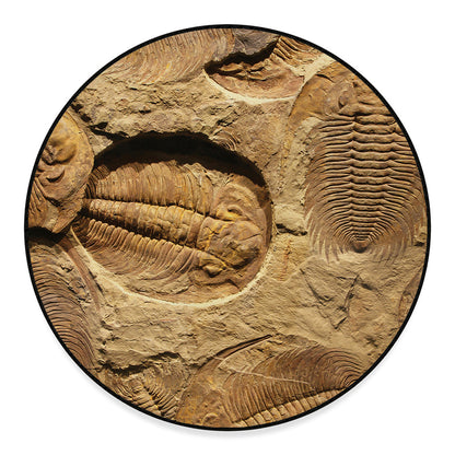 Trilobite Fossil Print Round Floor Mat