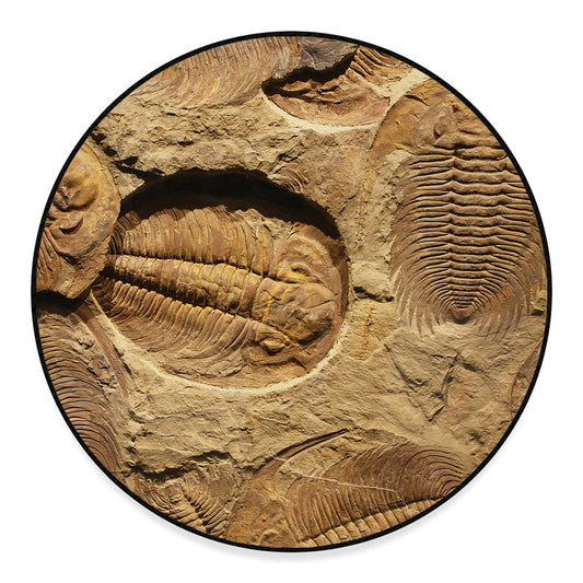 Trilobite Fossil Print Round Floor Mat