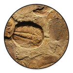 Trilobite Fossil Print Round Floor Mat