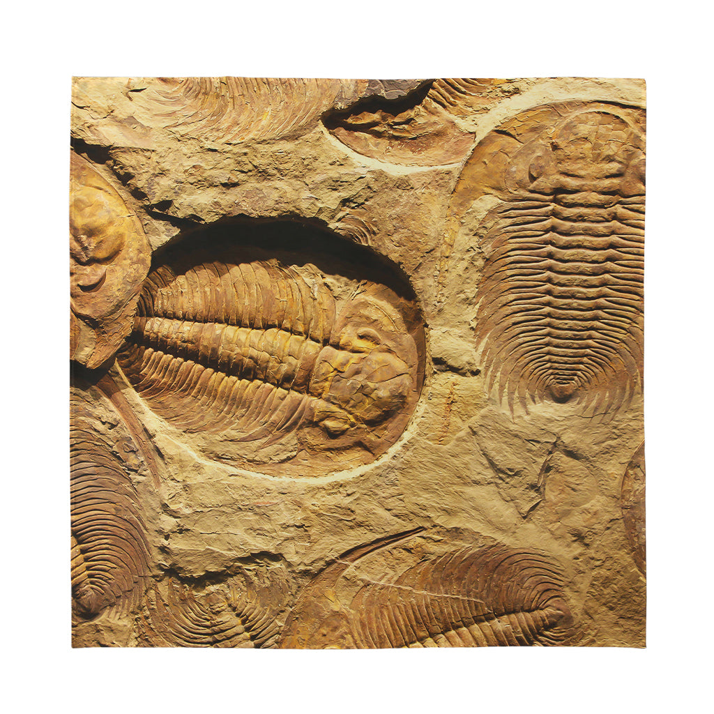 Trilobite Fossil Print Silk Bandana