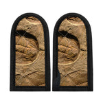 Trilobite Fossil Print Skillet Handle Cover