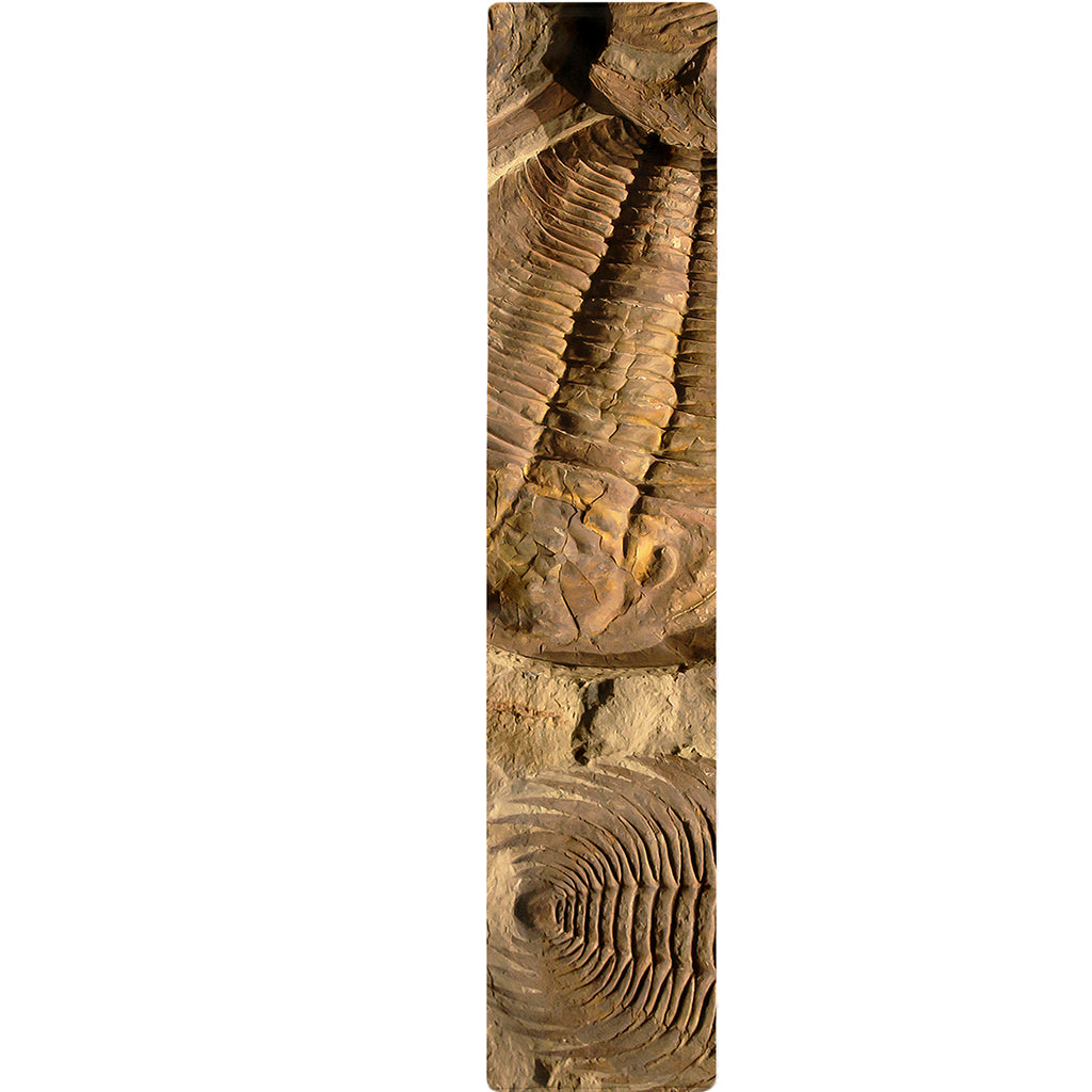 Trilobite Fossil Print Table Runner