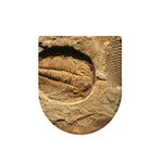 Trilobite Fossil Print Toilet Lid Cover