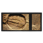 Trilobite Fossil Print Trifold Wallet