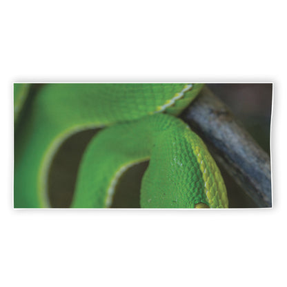 Trimeresurus Albolabris Snake Print Beach Towel