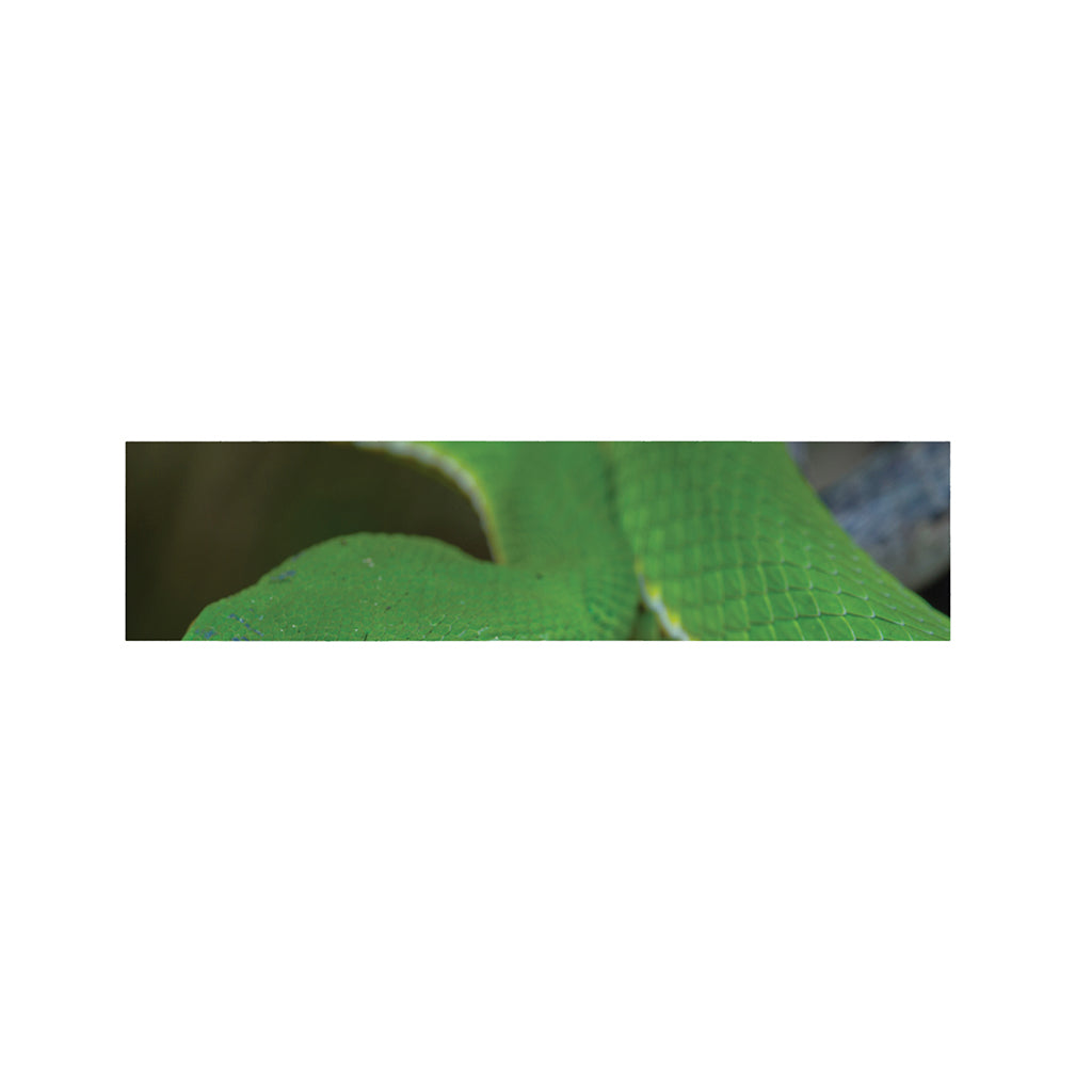 Trimeresurus Albolabris Snake Print Bed Runner