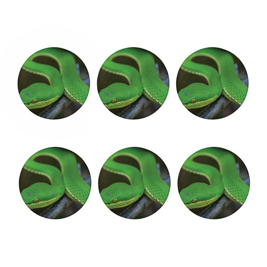 Trimeresurus Albolabris Snake Print Coaster Set