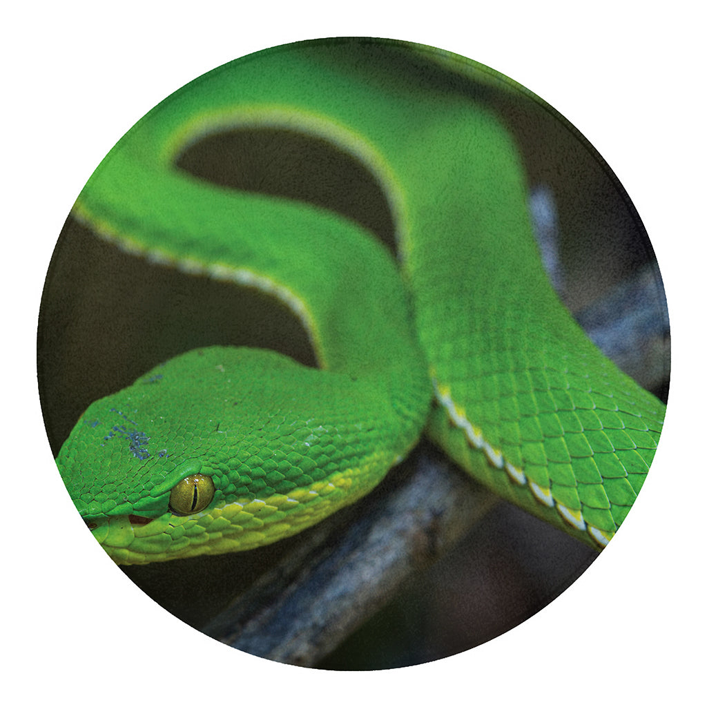 Trimeresurus Albolabris Snake Print Round Blanket