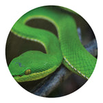 Trimeresurus Albolabris Snake Print Round Blanket