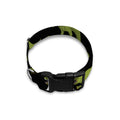 Tyrannosaurus Rex Pattern Print Dog Collar