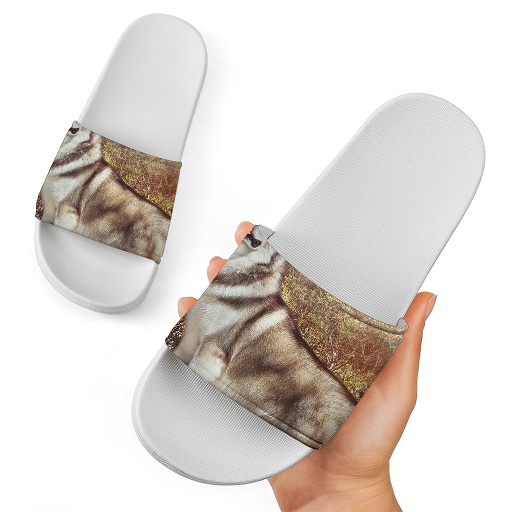 Vintage Alaskan Malamute Print White Slide Sandals
