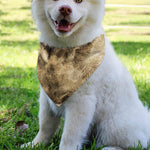 Vintage Pug Portrait Print Over The Collar Dog Bandana