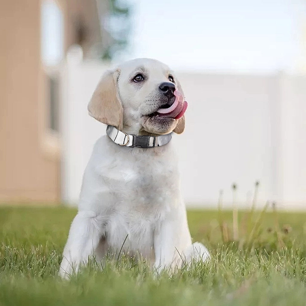 Watercolor White Bengal Tiger Print Dog Collar