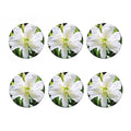 White Amaryllis Print Coaster Set