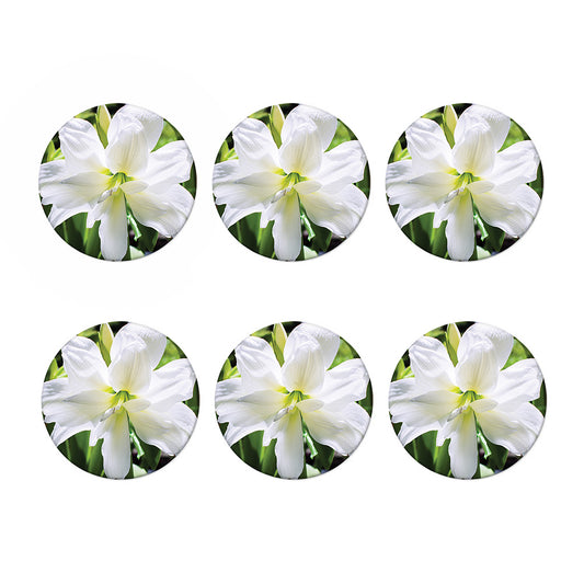 White Amaryllis Print Coaster Set