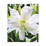 White Amaryllis Print Curtain