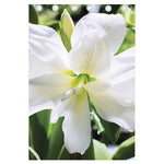 White Amaryllis Print Curtain