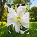 White Amaryllis Print Garden Flag
