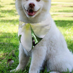 White Amaryllis Print Over The Collar Dog Bandana