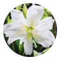 White Amaryllis Print Round Blanket