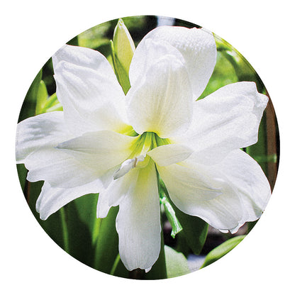 White Amaryllis Print Round Blanket