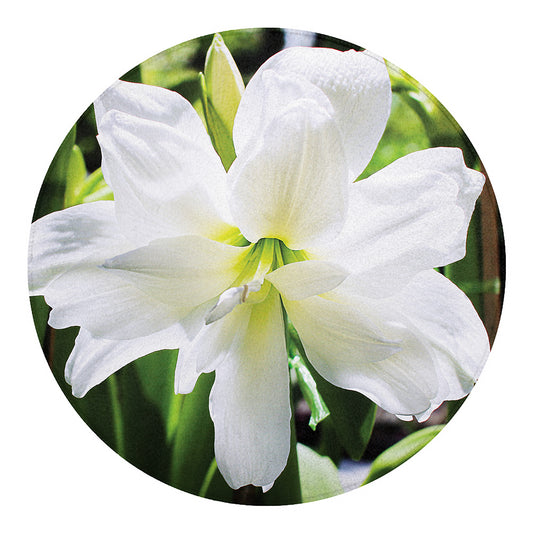 White Amaryllis Print Round Blanket