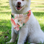 White And Pink Alstroemeria Print Over The Collar Dog Bandana