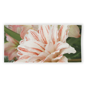 White And Pink Amaryllis Print Beach Towel