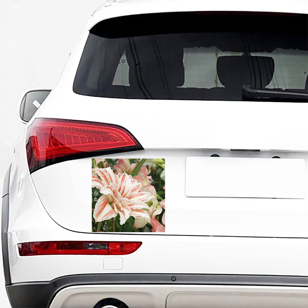 White And Pink Amaryllis Print Car Sticker