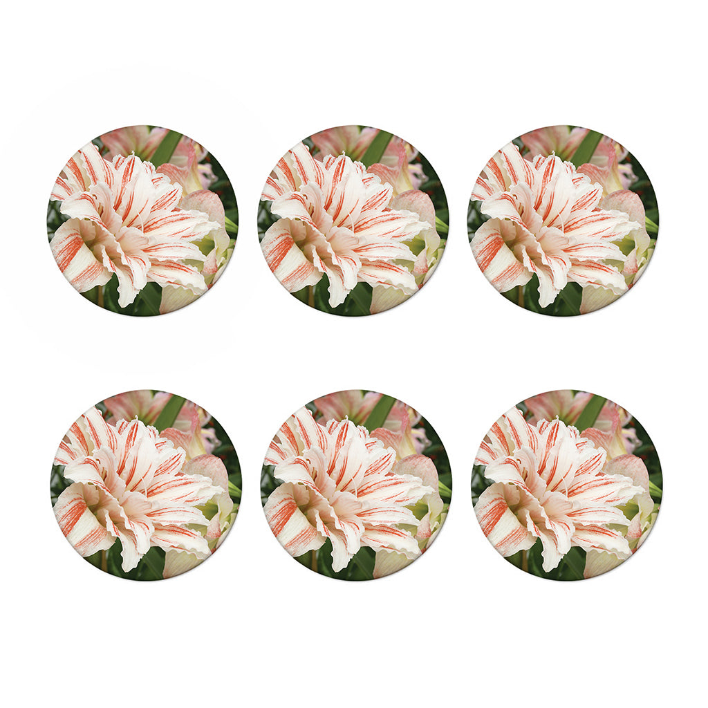 White And Pink Amaryllis Print Coaster Set