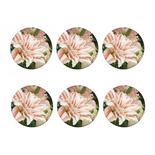 White And Pink Amaryllis Print Coaster Set