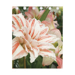 White And Pink Amaryllis Print Curtain