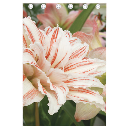 White And Pink Amaryllis Print Curtain