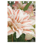 White And Pink Amaryllis Print Curtain