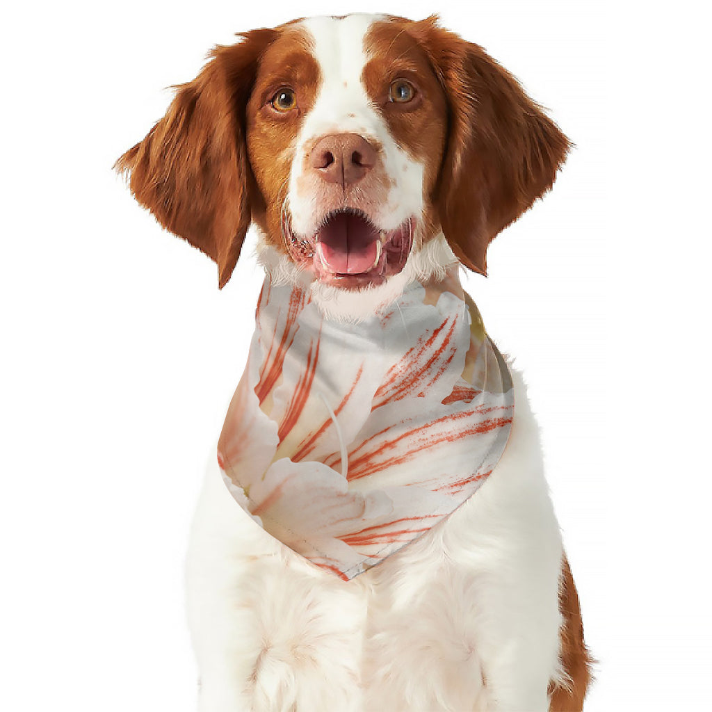 White And Pink Amaryllis Print Dog Bandana