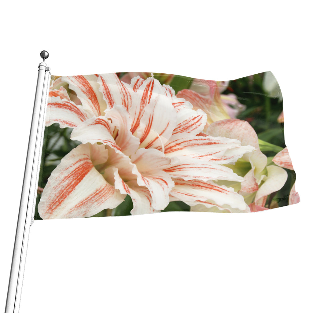 White And Pink Amaryllis Print Flag